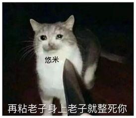 魔法猫咪设计师爆料视频,设计师爆料视频大公开  第3张
